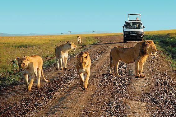 7-Day Masai Mara,lake Nakuru,lake Naivasha,amboseli