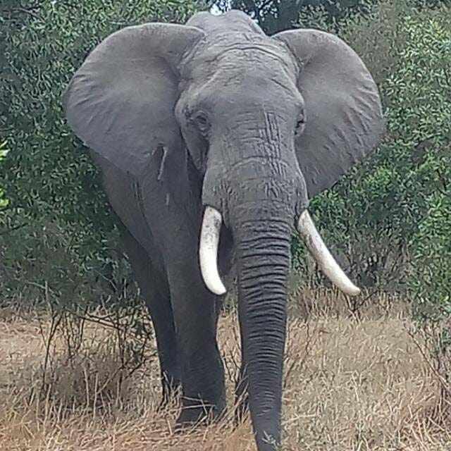 7-Day Masai Mara,lake Nakuru,lake Naivasha,amboseli gallery image