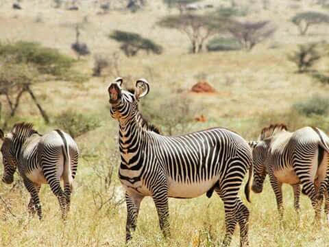 7-Day Masai Mara,lake Nakuru,lake Naivasha,amboseli gallery image
