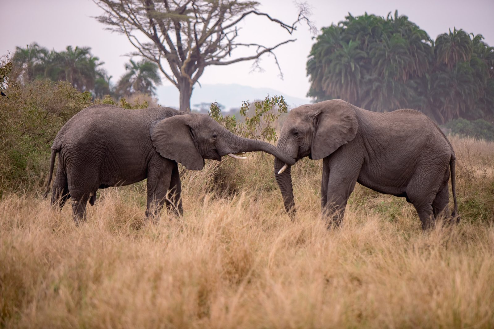 4-Day Ndutu Migration Safari Tanzania gallery image