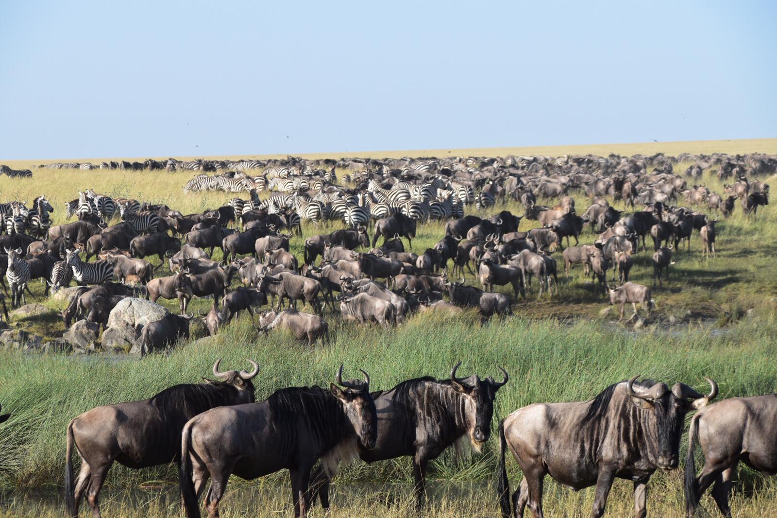 4-Day Ndutu Migration Safari Tanzania gallery image