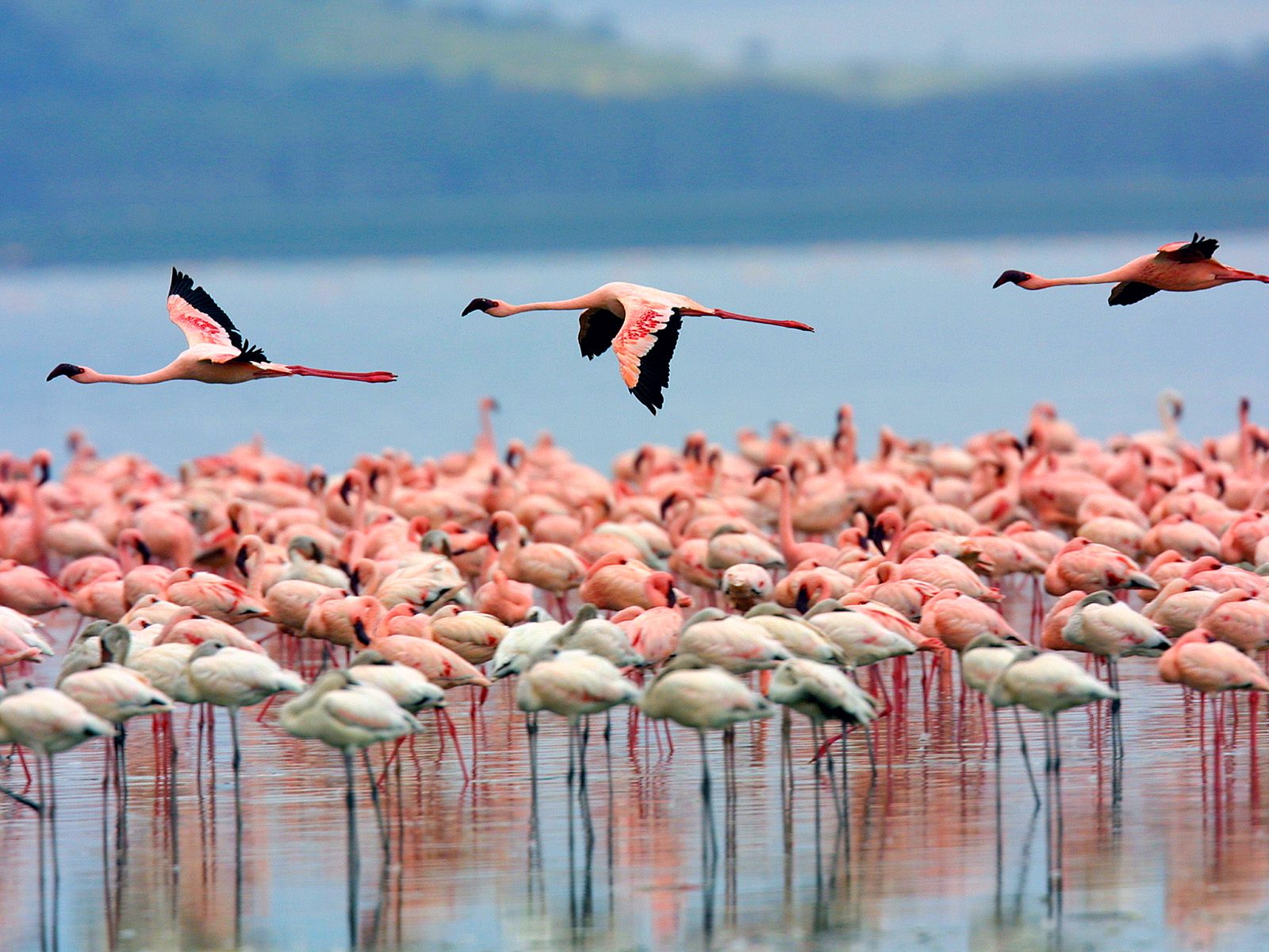 4-Day Masai Mara & Lake Nakuru National Park Wildlife Safari gallery image