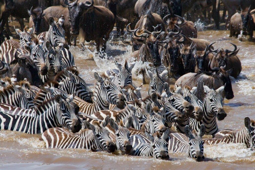 6-Day The Great Serengeti Migrations Encounter gallery image
