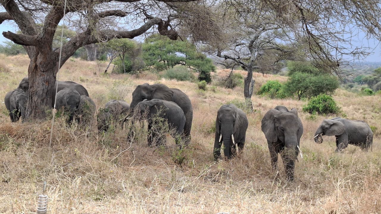 3-Day Masai Mara Flying Inn Safrari gallery image