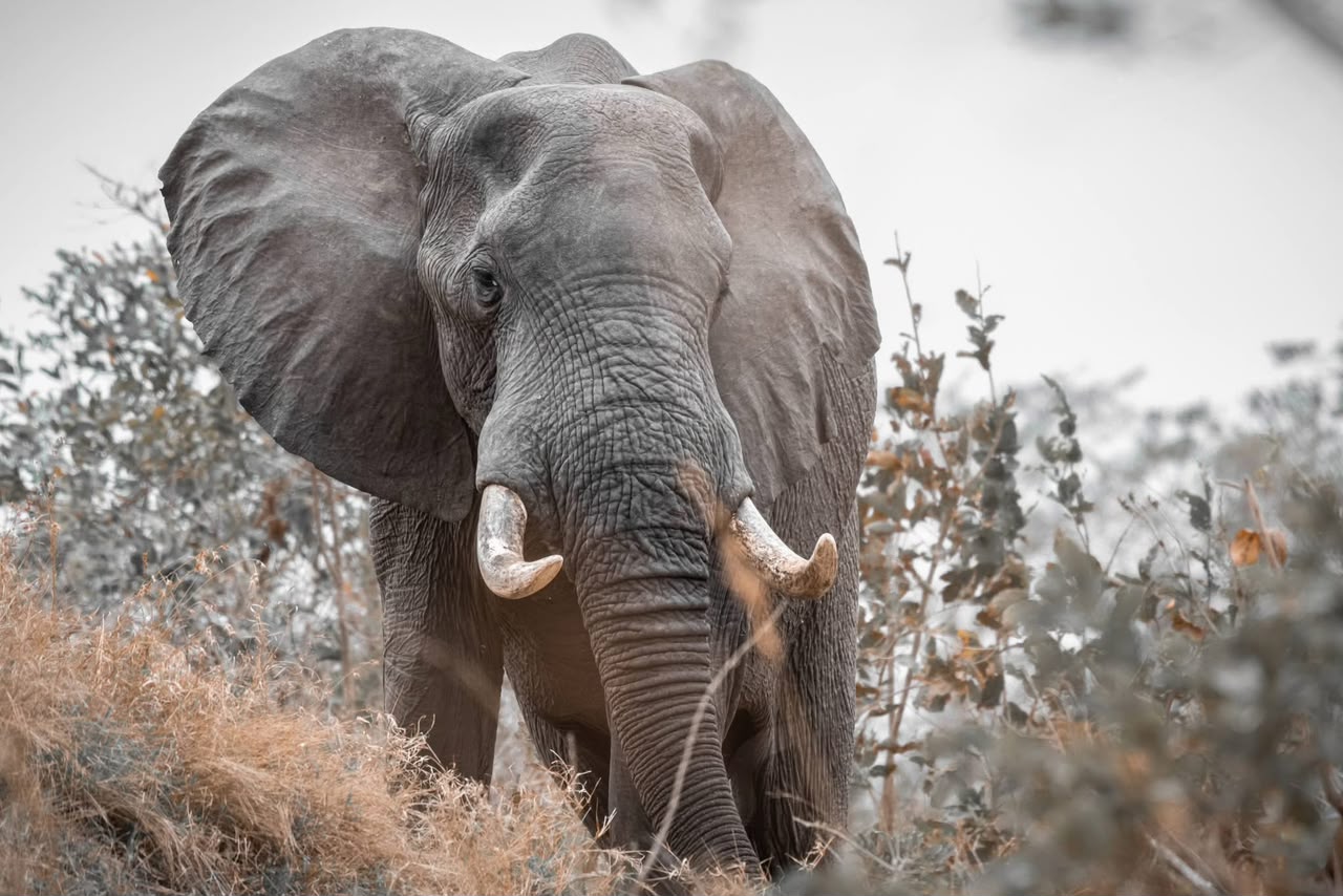 11-Day Northern Circle Circuit Tanzania National Parksp