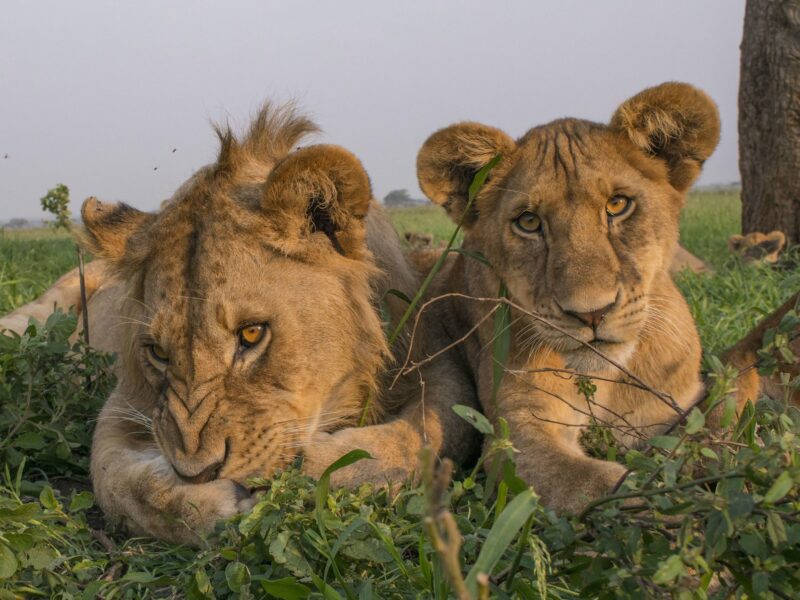3-Day Adventure Safari to Murchison Falls National Park