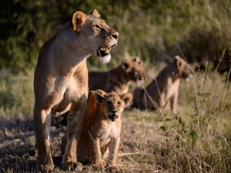 3-Day Adventure Safari to Murchison Falls National Park gallery image