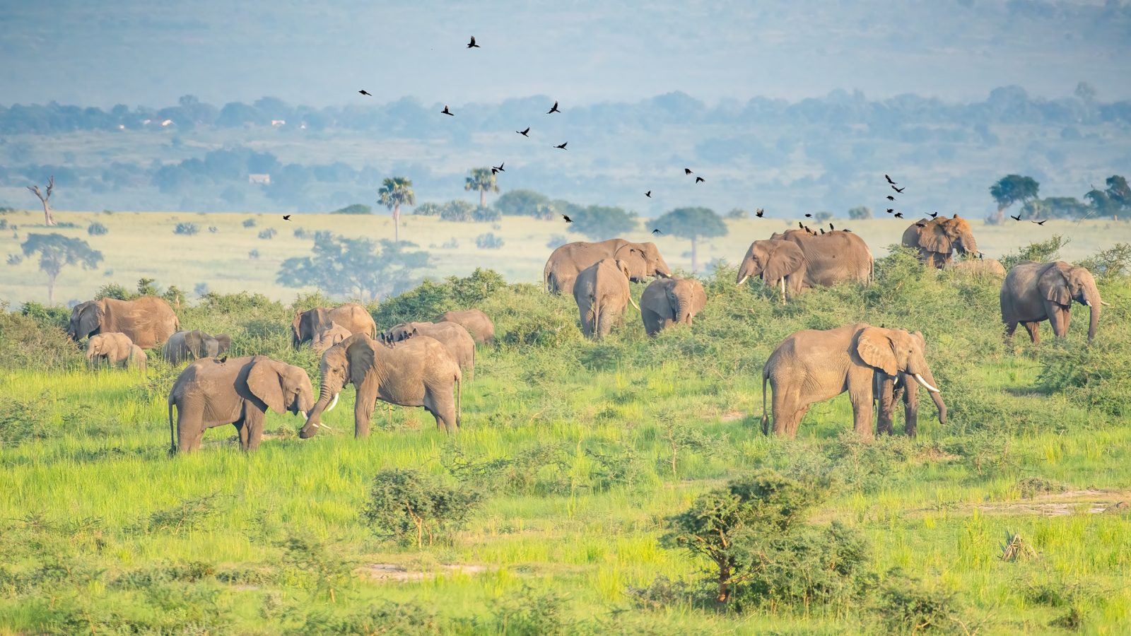 4-Day Uganda Express Gorilla and Chimpanzee Safari gallery image
