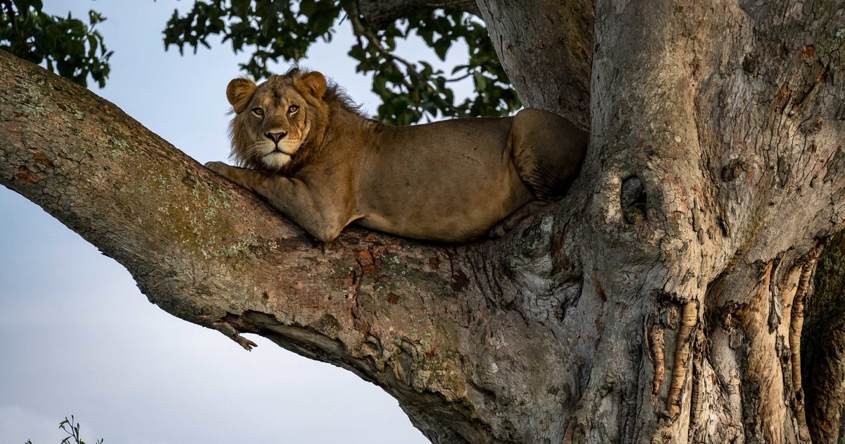5-Day Queen Elizabeth NP and Bwindi National Park Safari gallery image