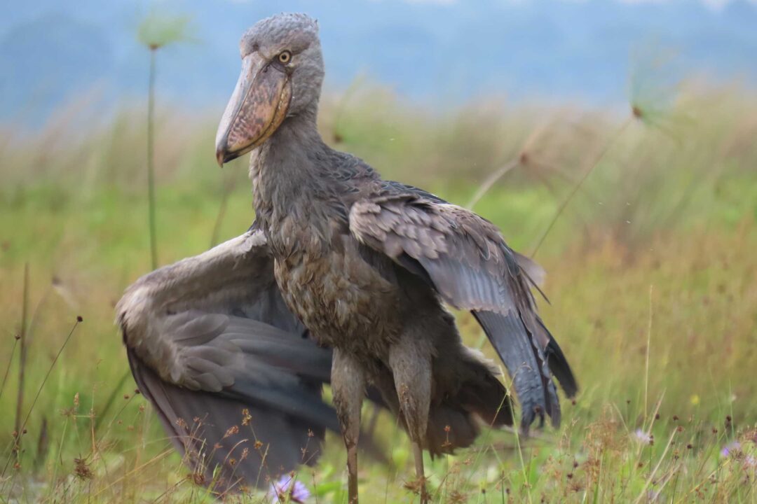 5-Day Queen Elizabeth NP and Bwindi National Park Safari gallery image