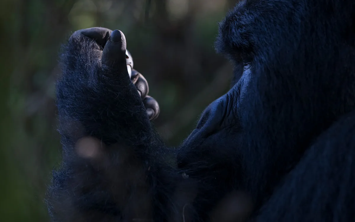 3-Day Bwindi Mountain Gorilla Trekking Safari