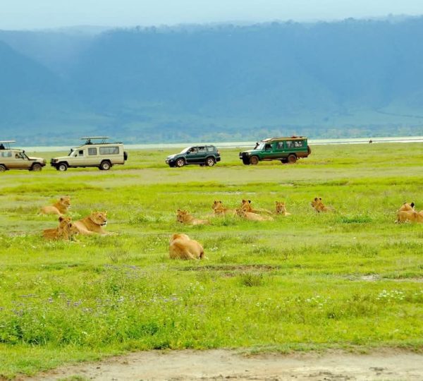 3-Day A Safari to Remember:- Serengeti & Ngorongoro. safari tour