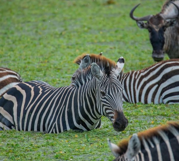 4-Day Ultimate Tour: Kilimanjaro Hike, Serengeti& Ngorongoro safari tour