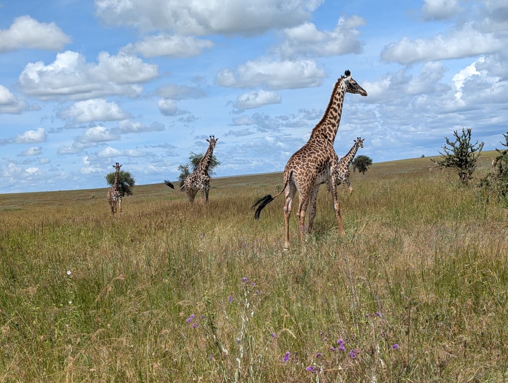 4-Day Tarangire, Serengeti, Ngorongoro with Hot Air Balloon