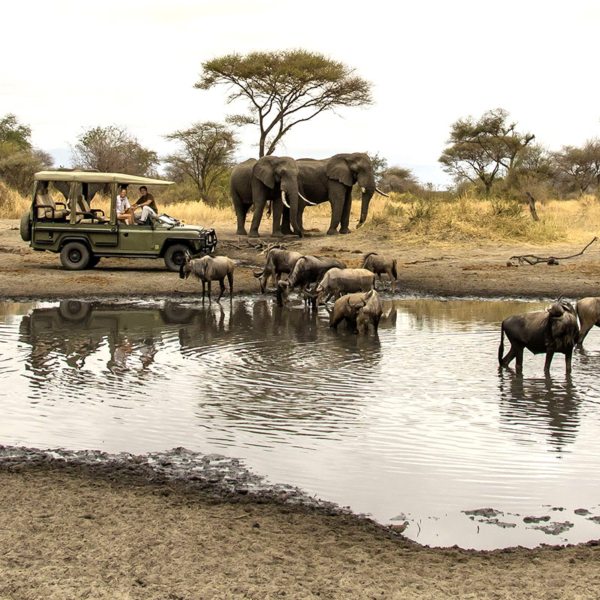 4-Day Private Safari to Selous Game Reserve (Nyerere NP) safari tour