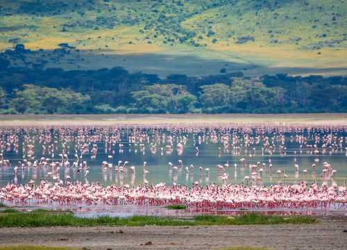 5-Day Wildlife Safari and Cultural Experience Tour safari tour