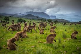 5-Day Simien Mountains Hiking & Wildlife Trekking Tour in Eth safari tour