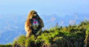 3-Day Simien Mountains Scenic Hiking and Wildlife Tour safari tour