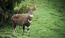 3-Day Simien Mountains Scenic Hiking and Wildlife Tour gallery image