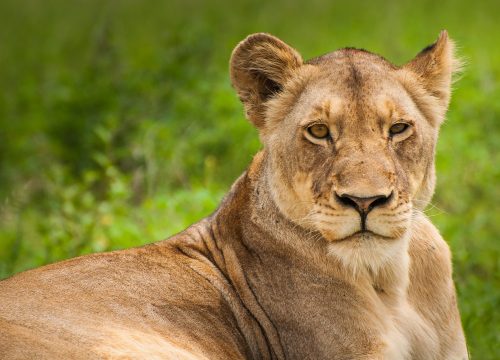 5-Day Luxury Fly-In Fly-Out Serengeti Migration Safari safari tour