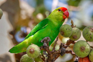8-Day Ethiopian Birdwatching Tour gallery image