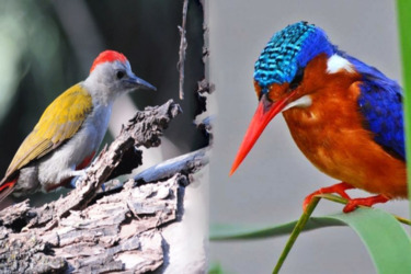 8-Day Ethiopian Birdwatching Tour gallery image