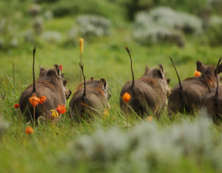 9-Day Simien Mountain and Bale Mountain Safari Tour gallery image