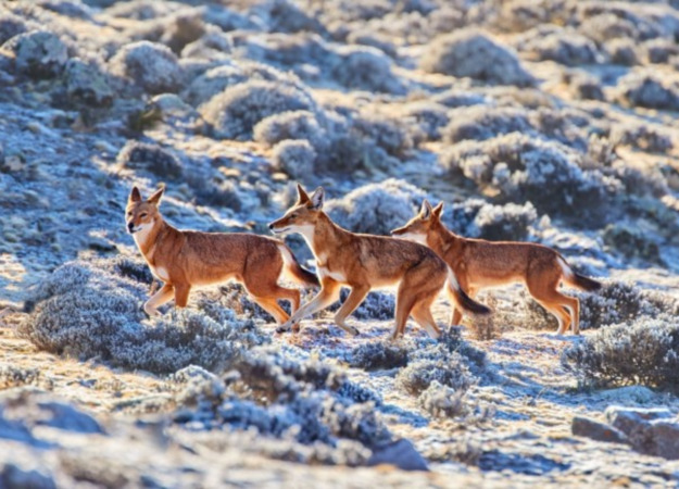 4-Day Bale Mountain Hiking and Wildlife Safari Tour safari tour