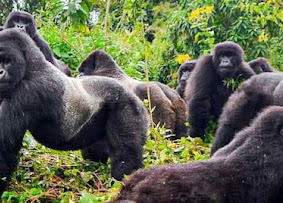 4-Day Double Gorilla Trekking Adventure gallery image