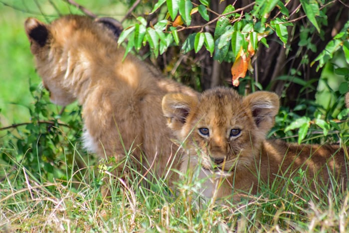 Game Drive