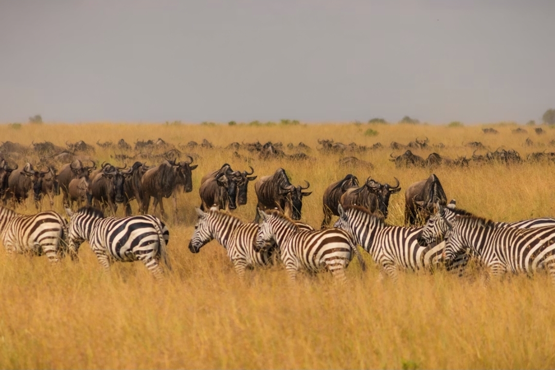 Great Migration