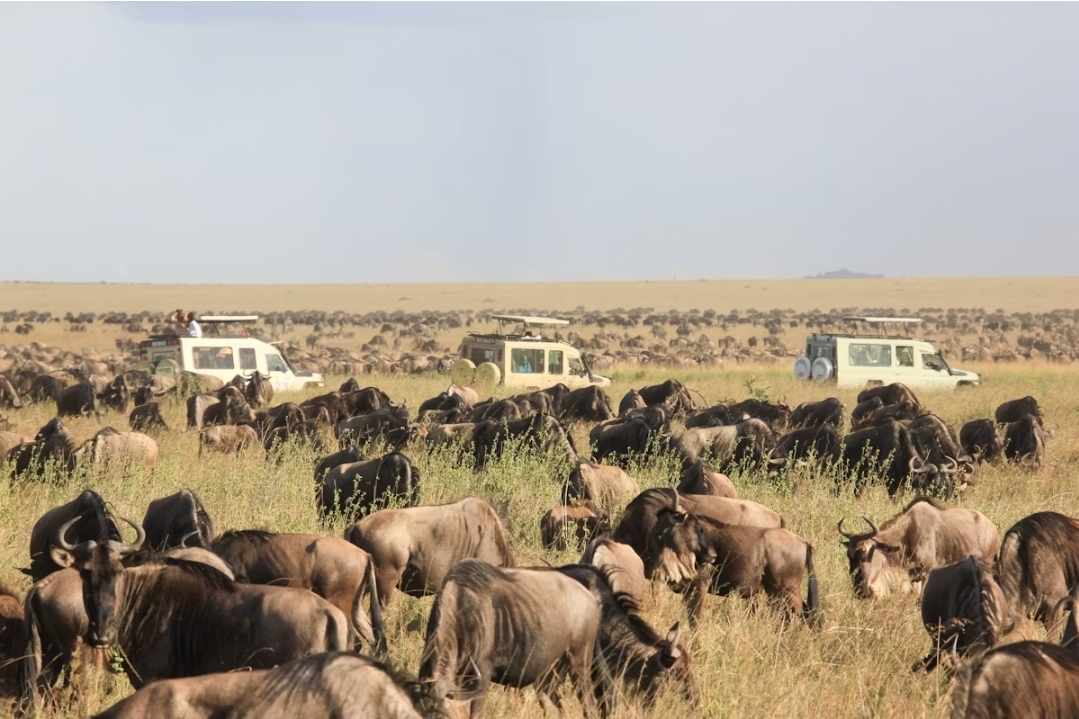 Great Migration