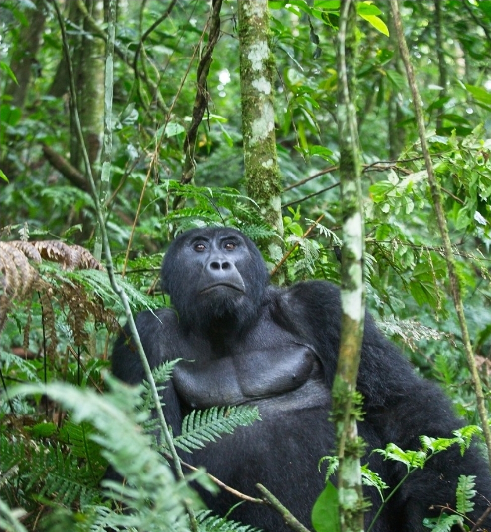 Gorilla Trekking