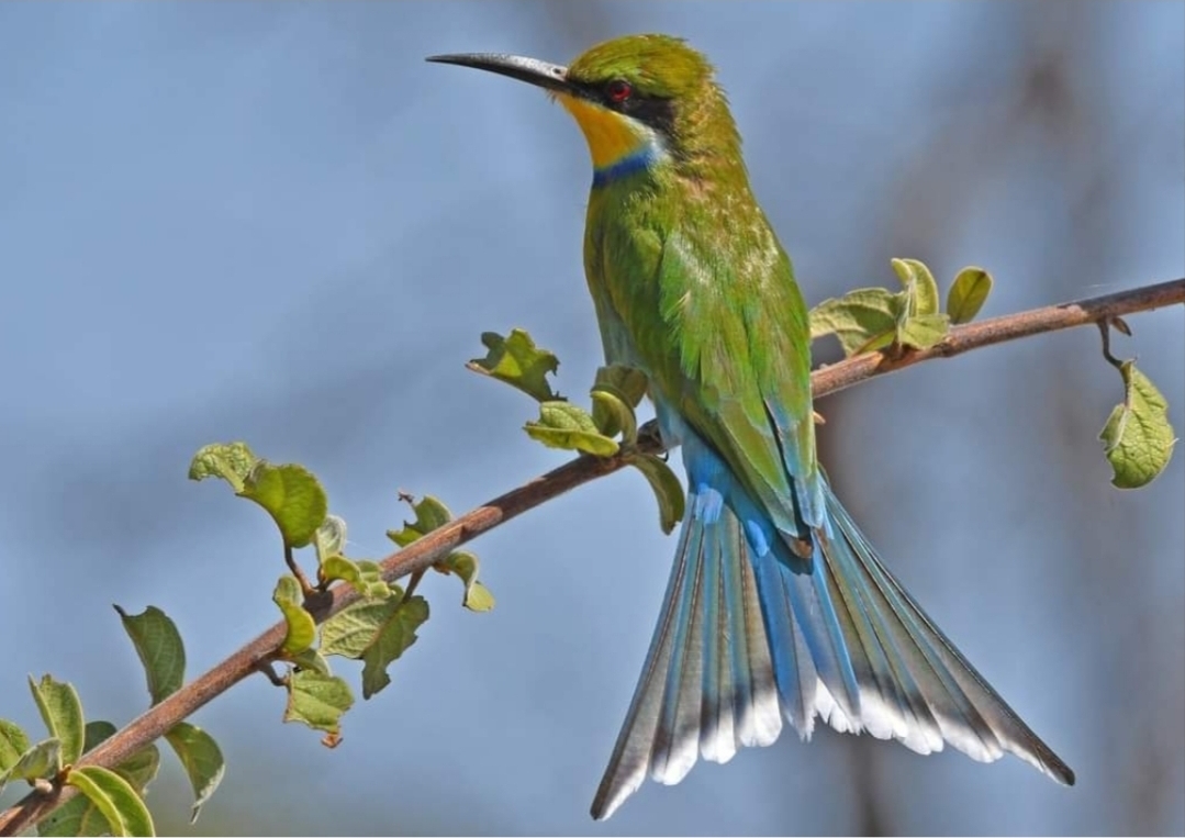 Birding Tours