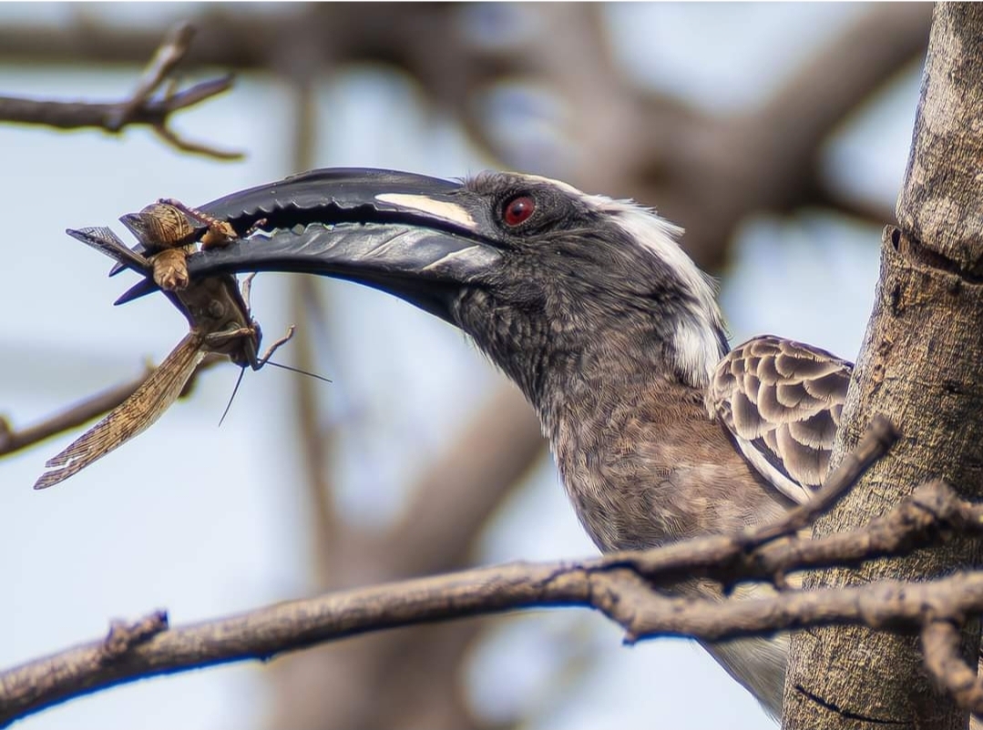 Birding Tours
