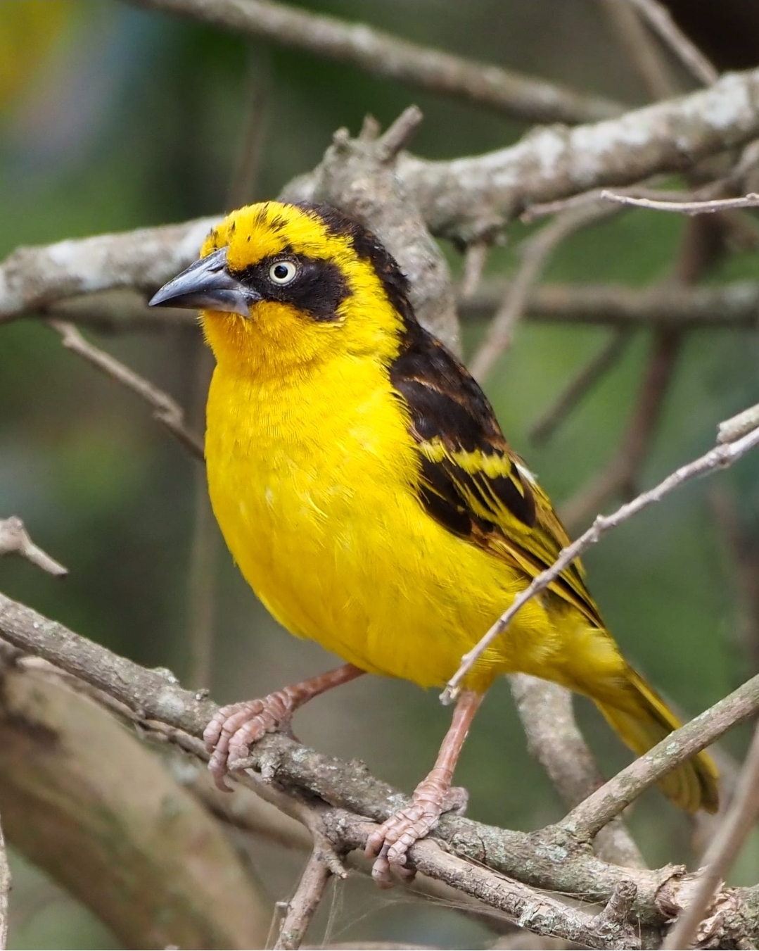 Birding Tours
